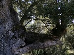 Baum mit Charakter